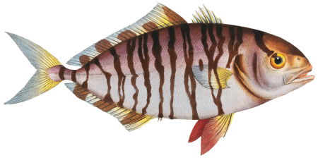 Streaked Mackrel (Scomber fasciatus) from Ichtylogie, ou Histoire naturelle: génerale et particuliére des poissons (1785–1797) by Marcus Elieser Bloch.