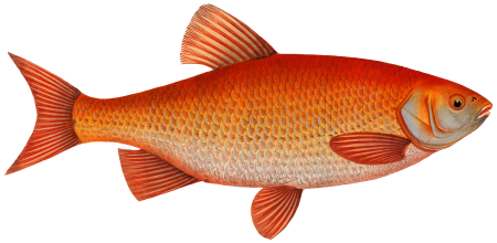 Orf (Cyprnus Orfus) from Ichtylogie, ou Histoire naturelle: génerale et particuliére des poissons (1785–1797) by Marcus Elieser Bloch.