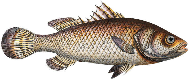 Spurred Holocentre (Holocentrus calcarifer) from Ichtylogie, ou Histoire naturelle: génerale et particuliére des poissons (1785–1797) by Marcus Elieser Bloch.