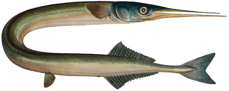 Gar (Esox Belone) from Ichtylogie, ou Histoire naturelle: génerale et particuliére des poissons (1785–1797) by Marcus Elieser Bloch.