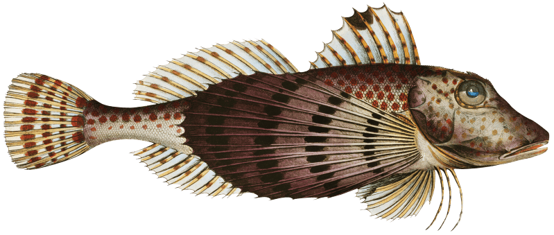 Smaller Flying-Fish (Trigla Carolina) from Ichtylogie, ou Histoire naturelle: génerale et particuliére des poissons (1785–1797) by Marcus Elieser Bloch.