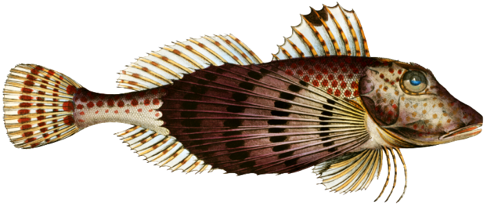 Smaller Flying-Fish (Trigla Carolina) from Ichtylogie, ou Histoire naturelle: génerale et particuliére des poissons (1785–1797) by Marcus Elieser Bloch.
