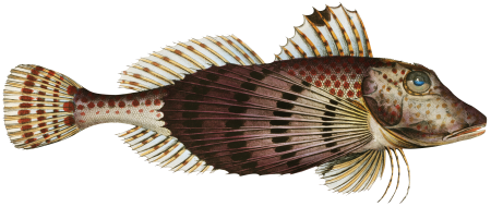 Smaller Flying-Fish (Trigla Carolina) from Ichtylogie, ou Histoire naturelle: génerale et particuliére des poissons (1785–1797) by Marcus Elieser Bloch.