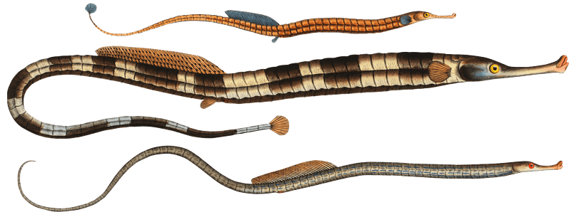 1. Neelde FIsh (Syngnathus Typhle) 2. Pipe Fish (Syngnathus Acus) 3. Sea Adder (Syngnathus Ophidion) from Ichtylogie, ou Histoire naturelle: génerale et particuliére des poissons (1785–1797) by Marcus Elieser Bloch.