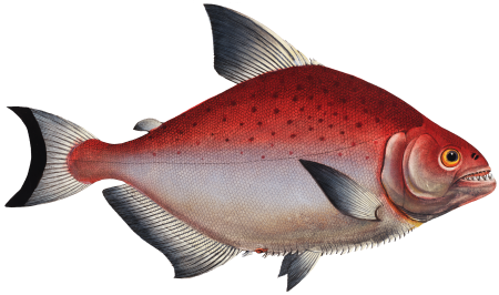 Rhomboidal Salmon (Salmo rhombeus) from Ichtylogie, ou Histoire naturelle: génerale et particuliére des poissons (1785–1797) by Marcus Elieser Bloch.