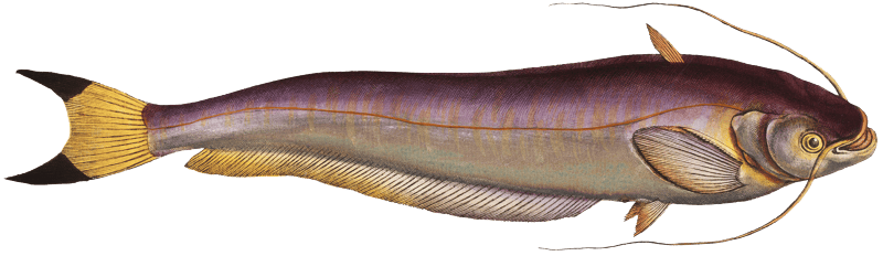 Bimaculated Silure (Silurus bimaculatus) from Ichtylogie, ou Histoire naturelle: génerale et particuliére des poissons (1785–1797) by Marcus Elieser Bloch.