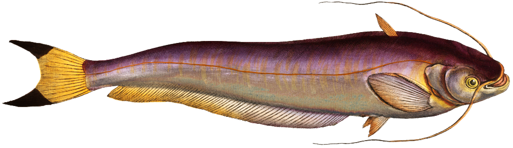 Bimaculated Silure (Silurus bimaculatus) from Ichtylogie, ou Histoire naturelle: génerale et particuliére des poissons (1785–1797) by Marcus Elieser Bloch.