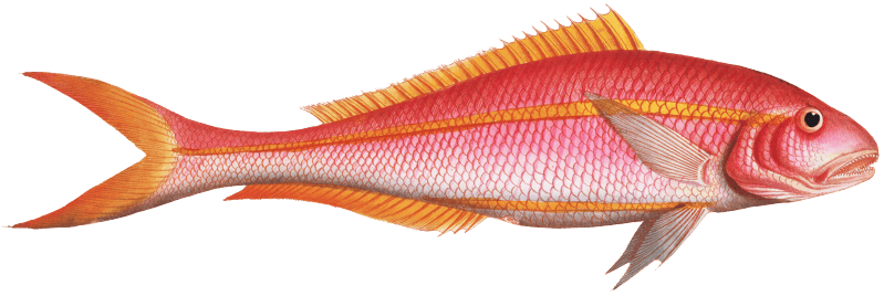 Gold-tailed Gilt-head (Sparus Chrysurus) from Ichtylogie, ou Histoire naturelle: génerale et particuliére des poissons (1785–1797) by Marcus Elieser Bloch.