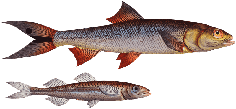 1. 2. Saure (Elops Saurus) 3. Atherine (Atherina Hepsetus) from Ichtylogie, ou Histoire naturelle: génerale et particuliére des poissons (1785–1797) by Marcus Elieser Bloch.