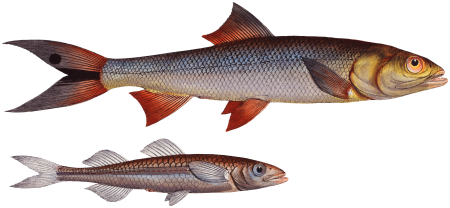 1. 2. Saure (Elops Saurus) 3. Atherine (Atherina Hepsetus) from Ichtylogie, ou Histoire naturelle: génerale et particuliére des poissons (1785–1797) by Marcus Elieser Bloch.