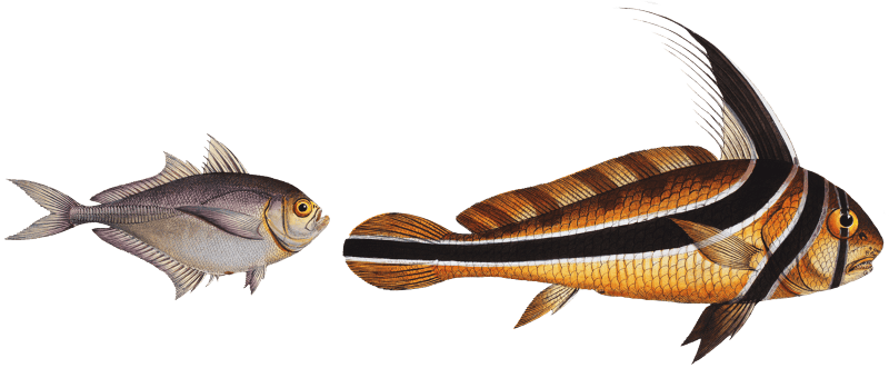 1. Ribban-Fish (Eques americanus) 2. Klein's Mackrel (Scomber Kleinii) from Ichtylogie, ou Histoire naturelle: génerale et particuliére des poissons (1785–1797) by Marcus Elieser Bloch.