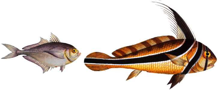 1. Ribban-Fish (Eques americanus) 2. Klein's Mackrel (Scomber Kleinii) from Ichtylogie, ou Histoire naturelle: génerale et particuliére des poissons (1785–1797) by Marcus Elieser Bloch.