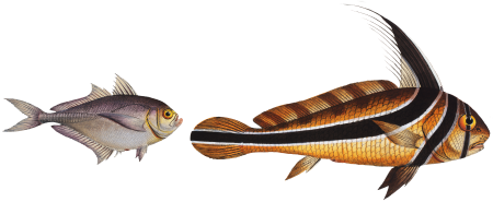 1. Ribban-Fish (Eques americanus) 2. Klein's Mackrel (Scomber Kleinii) from Ichtylogie, ou Histoire naturelle: génerale et particuliére des poissons (1785–1797) by Marcus Elieser Bloch.