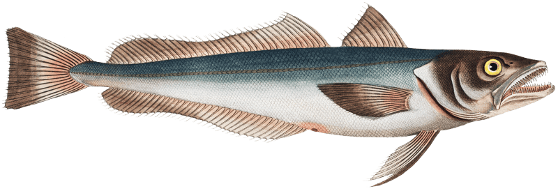 Hake (Gadus Merluccius) from Ichtylogie, ou Histoire naturelle: génerale et particuliére des poissons (1785–1797) by Marcus Elieser Bloch.