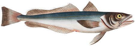 Hake (Gadus Merluccius) from Ichtylogie, ou Histoire naturelle: génerale et particuliére des poissons (1785–1797) by Marcus Elieser Bloch.