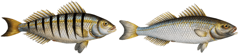 1. Guaru (Sciaena Mauritii) 2. Coro (Sciaena Coro) from Ichtylogie, ou Histoire naturelle: génerale et particuliére des poissons (1785–1797) by Marcus Elieser Bloch.
