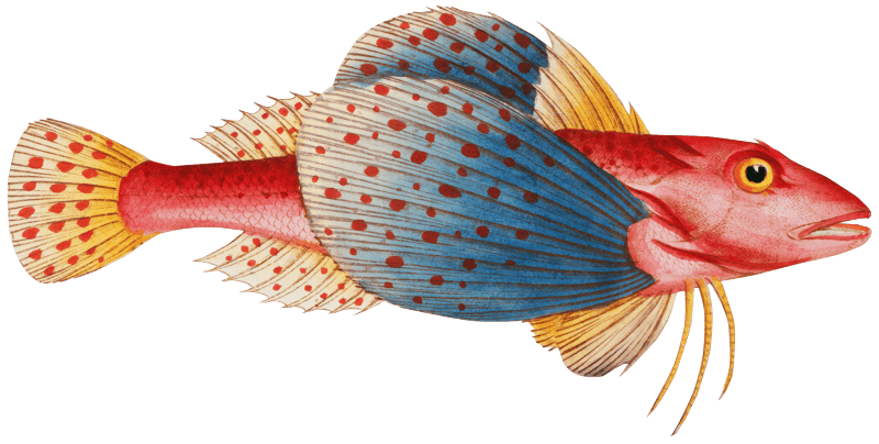 Punctulated Trigla (Trigla punctata) from Ichtylogie, ou Histoire naturelle: génerale et particuliére des poissons (1785–1797) by Marcus Elieser Bloch.
