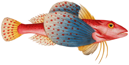 Punctulated Trigla (Trigla punctata) from Ichtylogie, ou Histoire naturelle: génerale et particuliére des poissons (1785–1797) by Marcus Elieser Bloch.