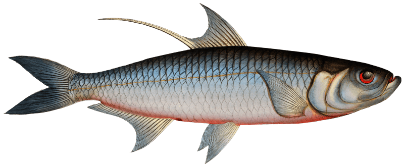 Deep-water Fish (Clupea cyprinoides) from Ichtylogie, ou Histoire naturelle: génerale et particuliére des poissons (1785–1797) by Marcus Elieser Bloch.