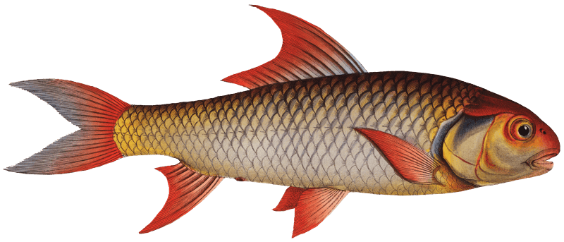 Sickle-Carp (Cyprinus falcatus) from Ichtylogie, ou Histoire naturelle: génerale et particuliére des poissons (1785–1797) by Marcus Elieser Bloch.