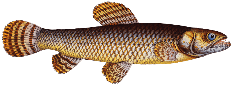 Pike of Malabar (Esox malabaricus) from Ichtylogie, ou Histoire naturelle: génerale et particuliére des poissons (1785–1797) by Marcus Elieser Bloch.