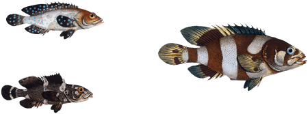 1. Lancet (Holocentrus lanceolatus) 2. Blue punctulated Holocentre (Holocentrus coeruleo-punctatus) 3. Spotted Holocentre (Holocentrus maculatus) from Ichtylogie, ou Histoire naturelle: génerale et particuliére des poissons (1785–1797) by Marcus Elieser Bloch.