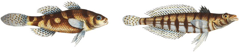 1. Cylindric Umber (Sciaena cylindrica) 2. Spotted Umber (Sciaena maculata) from Ichtylogie, ou Histoire naturelle: génerale et particuliére des poissons (1785–1797) by Marcus Elieser Bloch.
