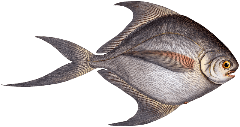Gray Stromate (Stromateus cinereus) from Ichtylogie, ou Histoire naturelle: génerale et particuliére des poissons (1785–1797) by Marcus Elieser Bloch.