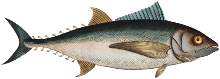 Tunny (Scomber Thynnus) from Ichtylogie, ou Histoire naturelle: génerale et particuliére des poissons (1785–1797) by Marcus Elieser Bloch.