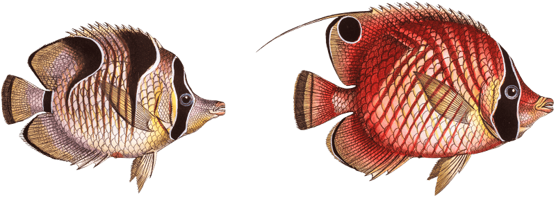 1. Bristle-Chetodon (Chaetodon Setifer) 2. Sickle-Chetodon (Chaetodon Falcula) from Ichtylogie, ou Histoire naturelle: génerale et particuliére des poissons (1785–1797) by Marcus Elieser Bloch.