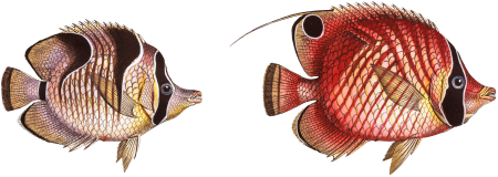 1. Bristle-Chetodon (Chaetodon Setifer) 2. Sickle-Chetodon (Chaetodon Falcula) from Ichtylogie, ou Histoire naturelle: génerale et particuliére des poissons (1785–1797) by Marcus Elieser Bloch.