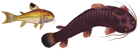 1. Tamoate (Cataphractus Callychthis) 2. Punctulated Cataphracte (Cataphractus punctatus) from Ichtylogie, ou Histoire naturelle: génerale et particuliére des poissons (1785–1797) by Marcus Elieser Bloch.