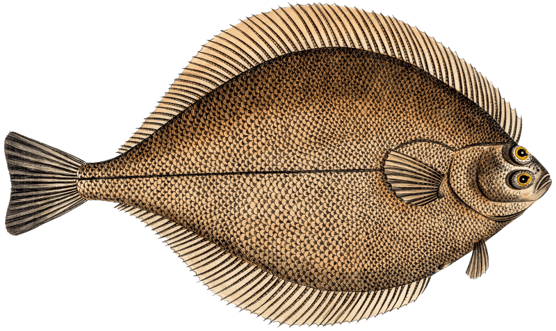 Dab (Pleuronectes Limanda) from Ichtylogie, ou Histoire naturelle: génerale et particuliére des poissons (1785–1797) by Marcus Elieser Bloch.