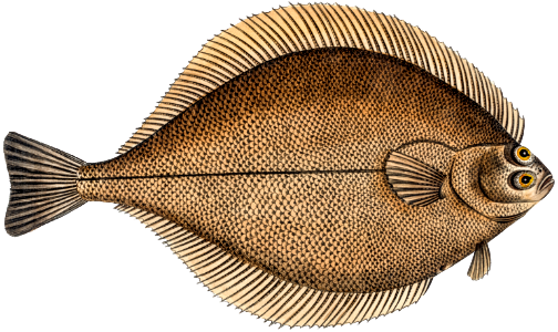Dab (Pleuronectes Limanda) from Ichtylogie, ou Histoire naturelle: génerale et particuliére des poissons (1785–1797) by Marcus Elieser Bloch.