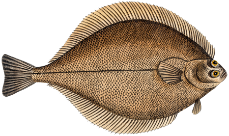 Dab (Pleuronectes Limanda) from Ichtylogie, ou Histoire naturelle: génerale et particuliére des poissons (1785–1797) by Marcus Elieser Bloch.