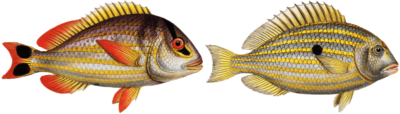 1. Pacu (Perca unimaculata) 2. Jub (Perca Juba) from Ichtylogie, ou Histoire naturelle: génerale et particuliére des poissons (1785–1797) by Marcus Elieser Bloch.