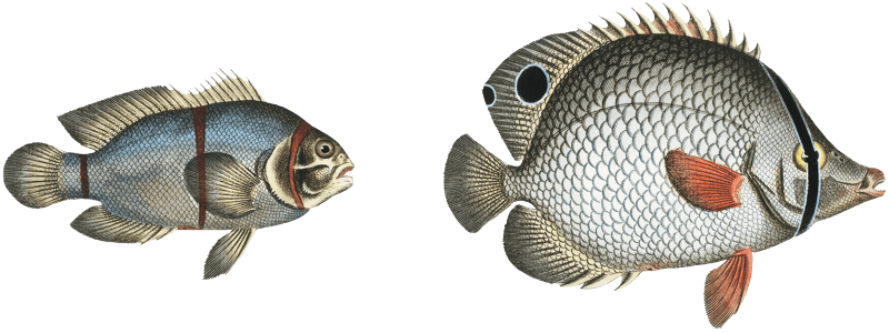 1. Chaetodon bimaculatus 2. Chaetodon biaculeatus from Ichtylogie, ou Histoire naturelle: génerale et particuliére des poissons (1785–1797) by Marcus Elieser Bloch.