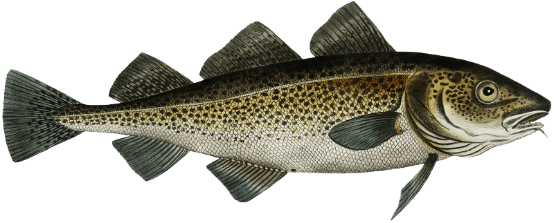 Cod Fish (Gadus Morhua) from Ichtylogie, ou Histoire naturelle: génerale et particuliére des poissons (1785–1797) by Marcus Elieser Bloch.