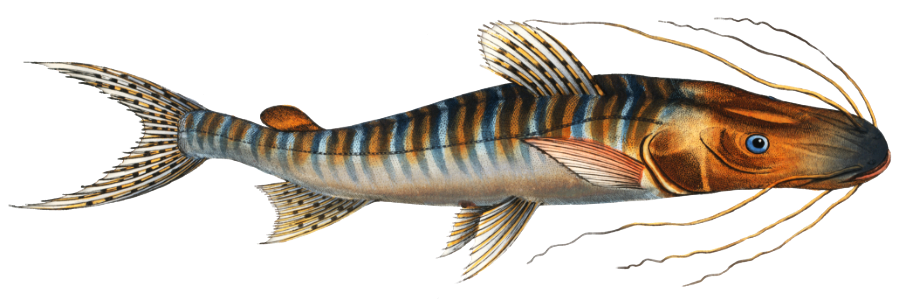 Streaked Silure (Silurus fasciatus) from Ichtylogie, ou Histoire naturelle: génerale et particuliére des poissons (1785–1797) by Marcus Elieser Bloch.