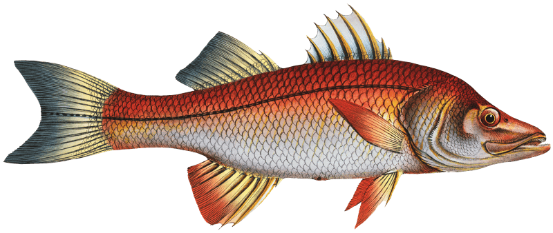 Eleven-ray (Sciaena undecimalis) from Ichtylogie, ou Histoire naturelle: génerale et particuliére des poissons (1785–1797) by Marcus Elieser Bloch.