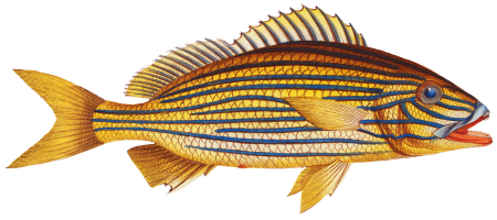 Grunt (Anthias formosus) from Ichtylogie, ou Histoire naturelle: génerale et particuliére des poissons (1785–1797) by Marcus Elieser Bloch.