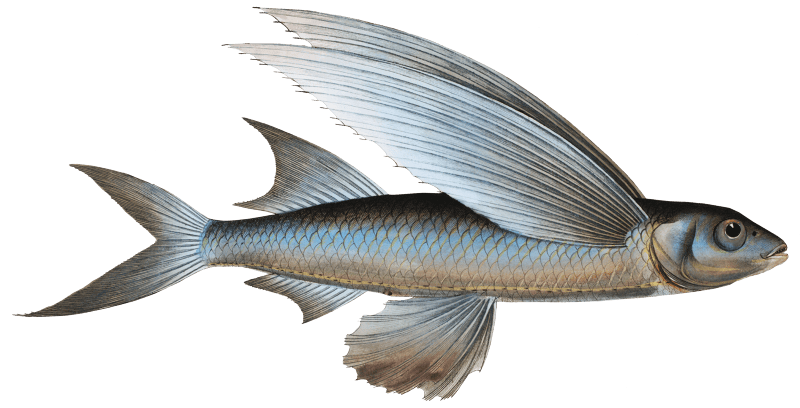 Middle-Pinned Flying-Fish (Exocoetus Mesogaster) from Ichtylogie, ou ...