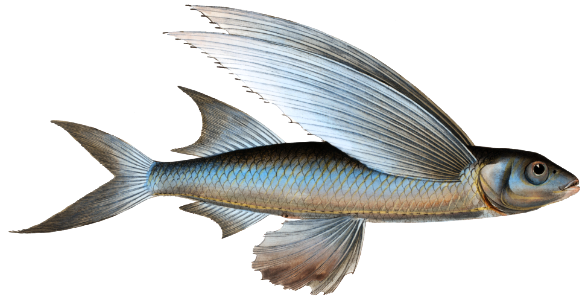 Middle-Pinned Flying-Fish (Exocoetus Mesogaster) from Ichtylogie, ou Histoire naturelle: génerale et particuliére des poissons (1785–1797) by Marcus Elieser Bloch.