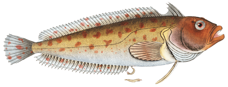 Blennius superciliosus from Ichtylogie, ou Histoire naturelle: génerale et particuliére des poissons (1785–1797) by Marcus Elieser Bloch.