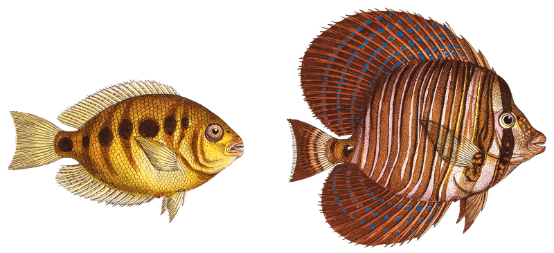 1. Sail (Acanthurus Velifer) 2. Maculated Chetodon (Chaetodon maculatus) from Ichtylogie, ou Histoire naturelle: génerale et particuliére des poissons (1785–1797) by Marcus Elieser Bloch.