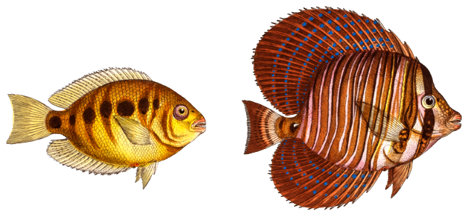 1. Sail (Acanthurus Velifer) 2. Maculated Chetodon (Chaetodon maculatus) from Ichtylogie, ou Histoire naturelle: génerale et particuliére des poissons (1785–1797) by Marcus Elieser Bloch.