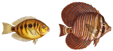 1. Sail (Acanthurus Velifer) 2. Maculated Chetodon (Chaetodon maculatus) from Ichtylogie, ou Histoire naturelle: génerale et particuliére des poissons (1785–1797) by Marcus Elieser Bloch.