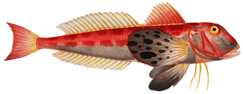 Streaked Gurnard (Trigla lineata) from Ichtylogie, ou Histoire naturelle: génerale et particuliére des poissons (1785–1797) by Marcus Elieser Bloch.