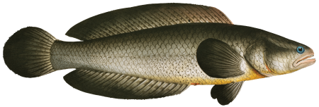 Punctulated Snake-head (Ophicephalus punctatus) from Ichtylogie, ou Histoire naturelle: génerale et particuliére des poissons (1785–1797) by Marcus Elieser Bloch.