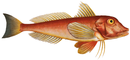 Pine-bough (Trigla Pini) from Ichtylogie, ou Histoire naturelle: génerale et particuliére des poissons (1785–1797) by Marcus Elieser Bloch.